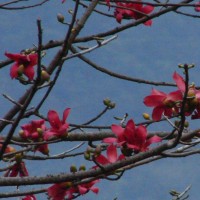 Bombax ceiba L.